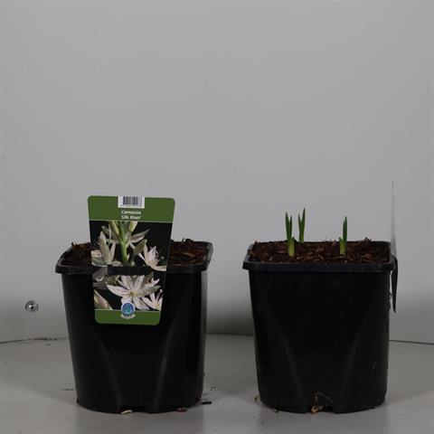Camassia