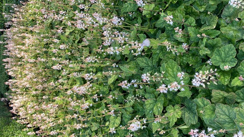 Tiarella
