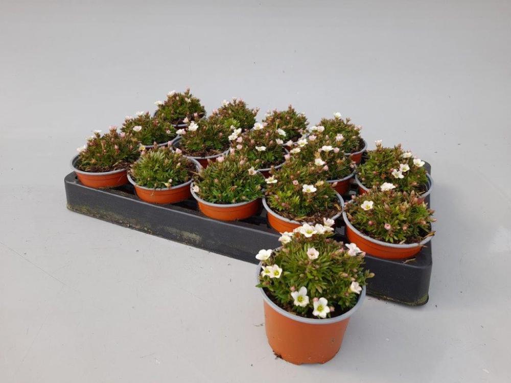 Saxifraga