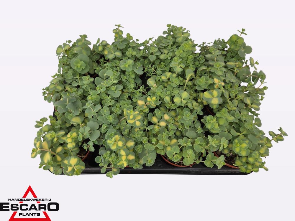 sedum