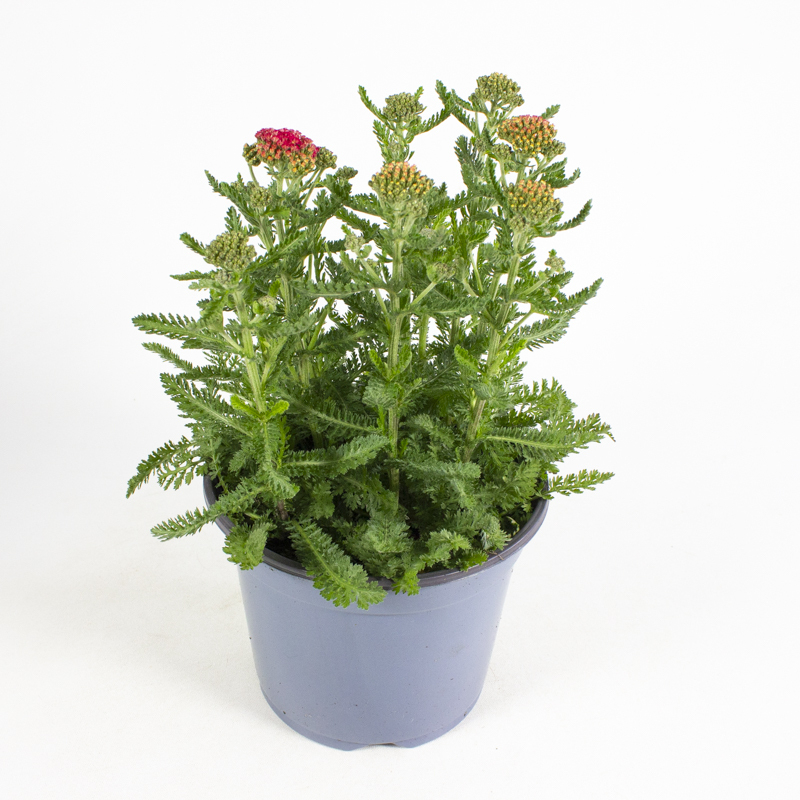 Achillea millefolium