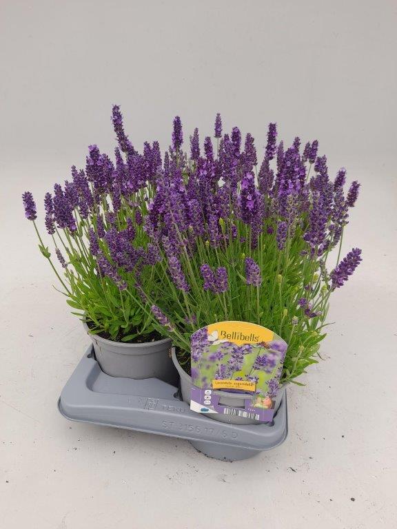 Lavande - lavandula