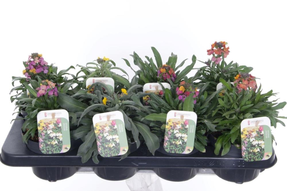 Erysimum