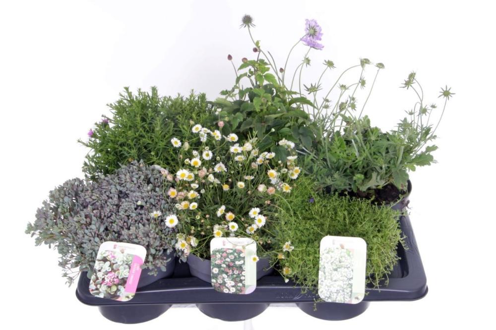 Plantes mix
