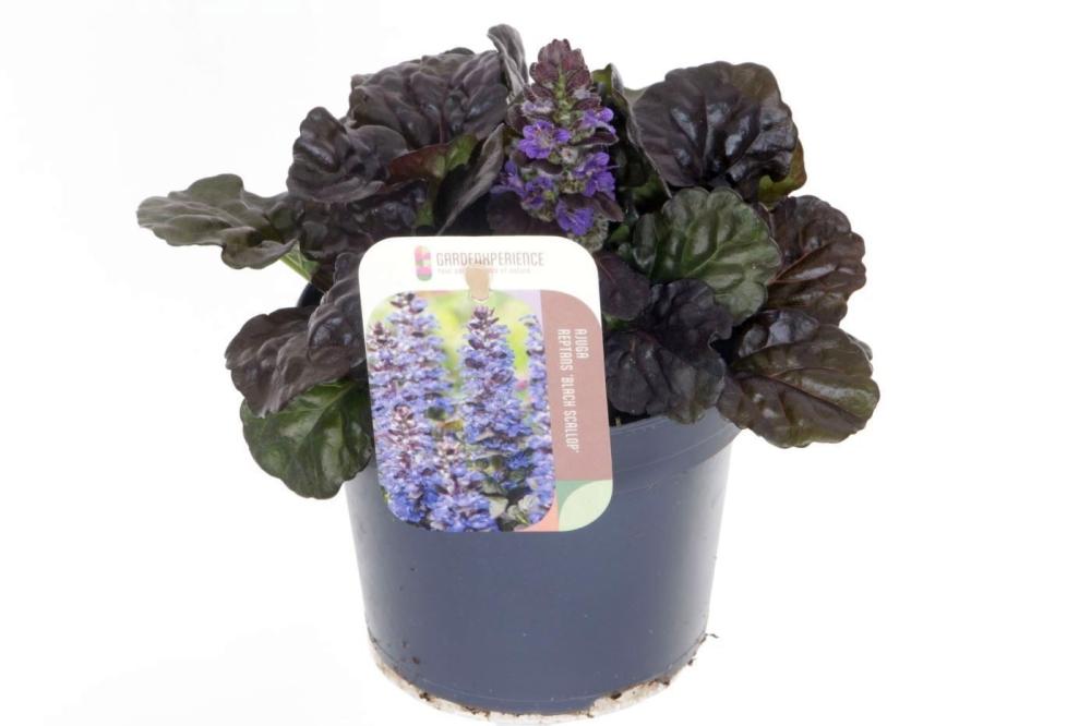 Ajuga