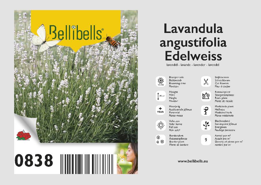 Lavande - lavandula