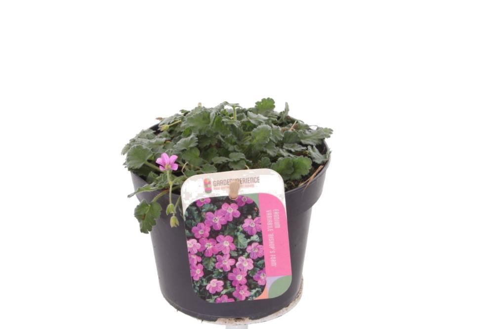 Erodium