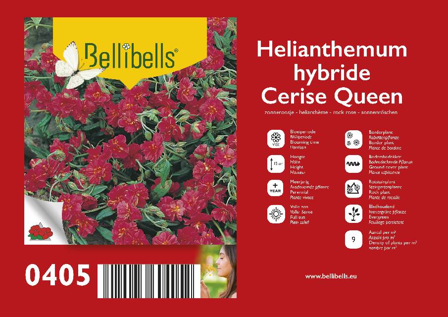 Helianthemum