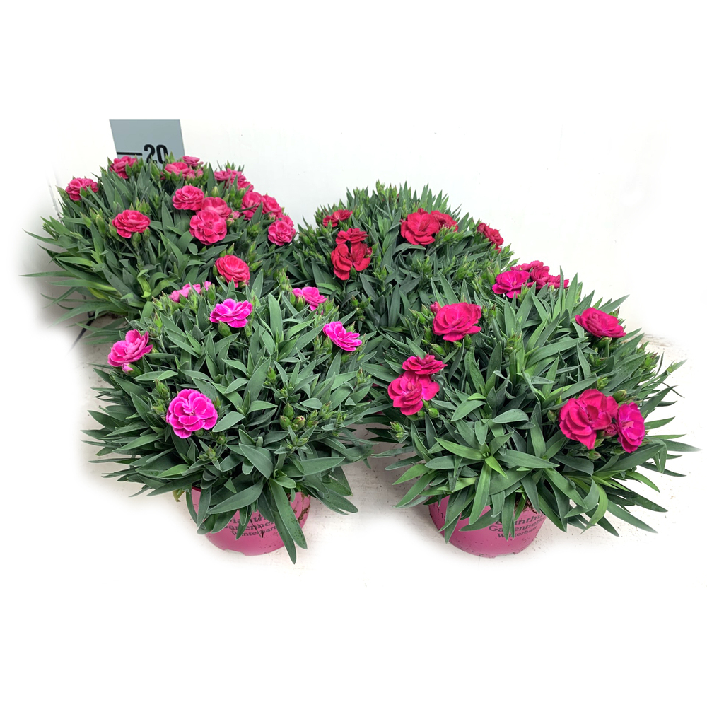 Dianthus caryophyllus peman