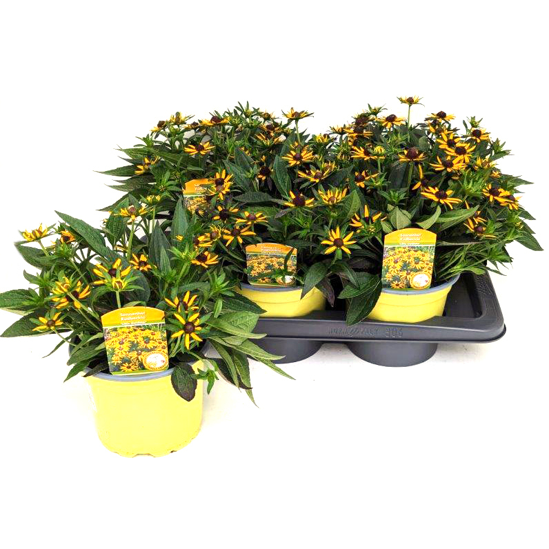 Rudbeckia fulgida little goldstar
