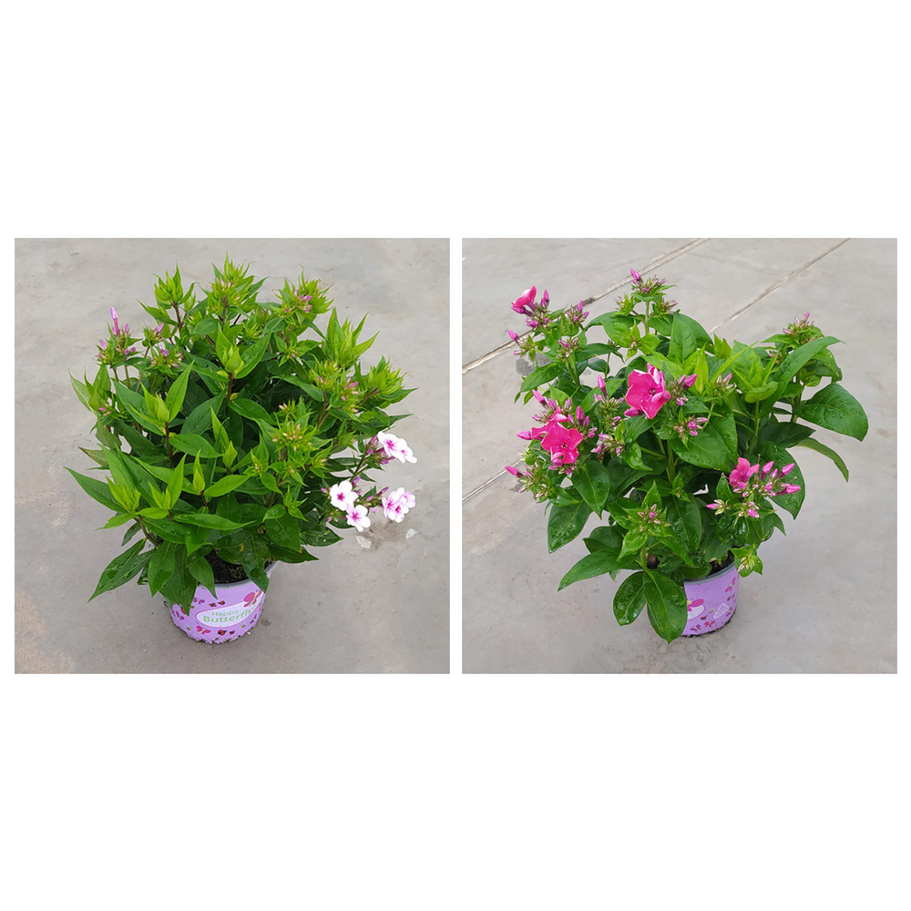Phlox paniculata
