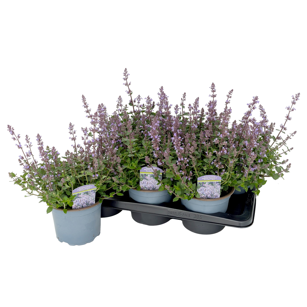 Nepeta faassenii purrsian blue