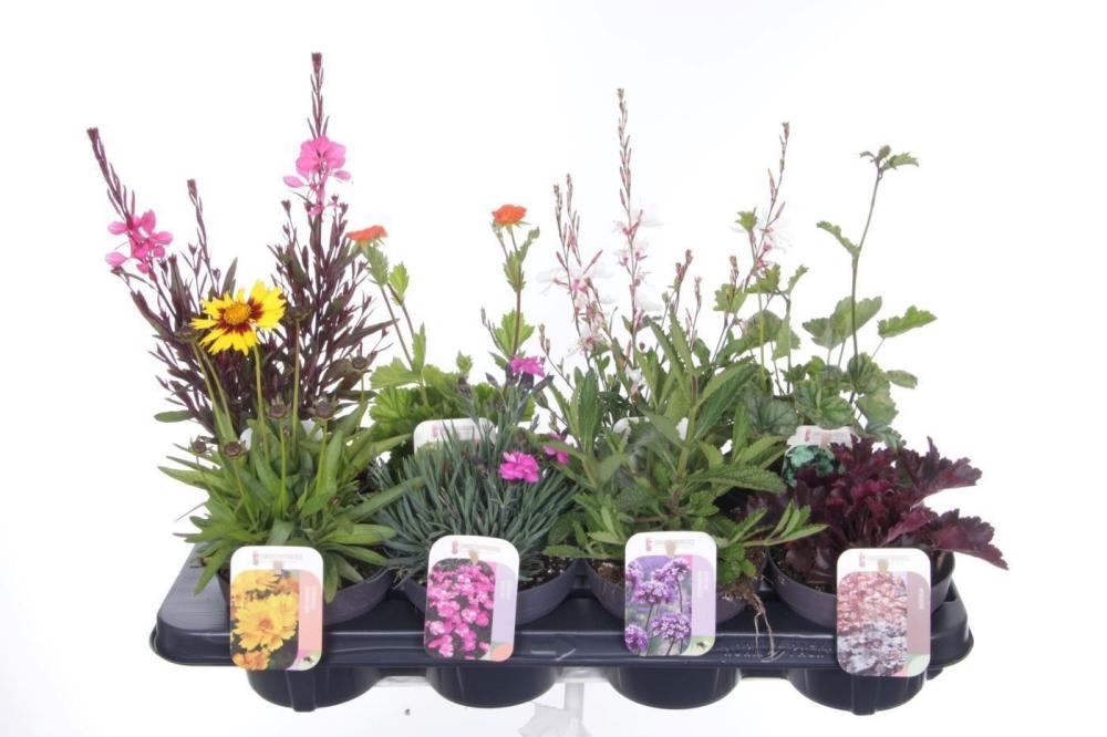 Plantes mix