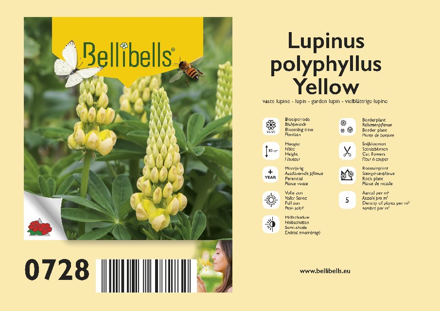 Lupinus