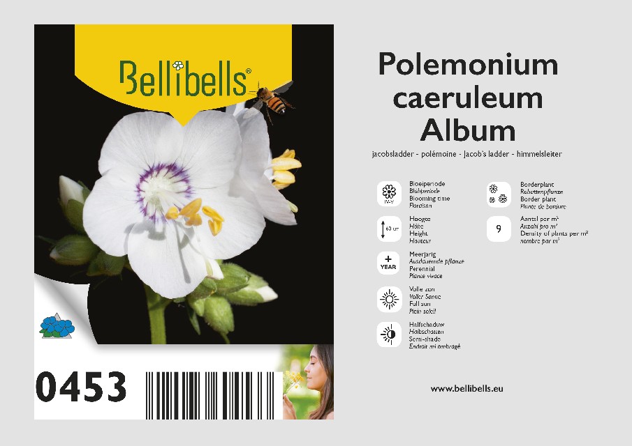 Polemonium