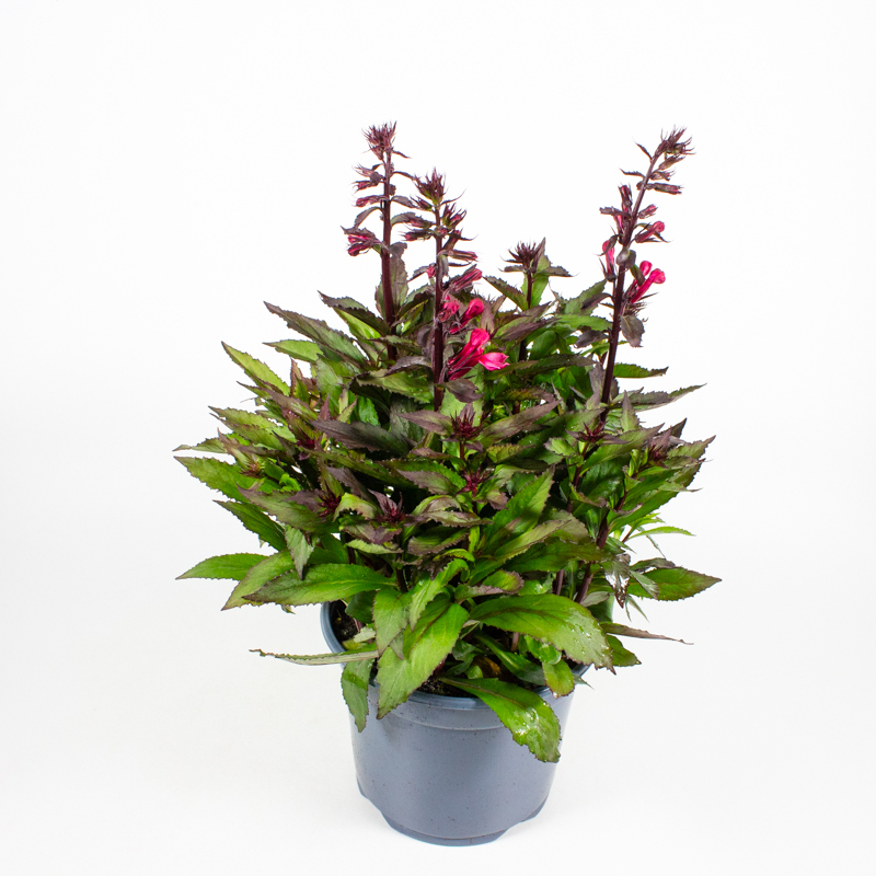 Lobelia speciosa