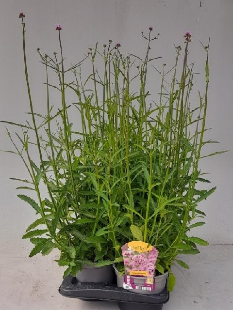 Verbena vivace