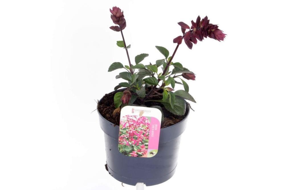 salvia
