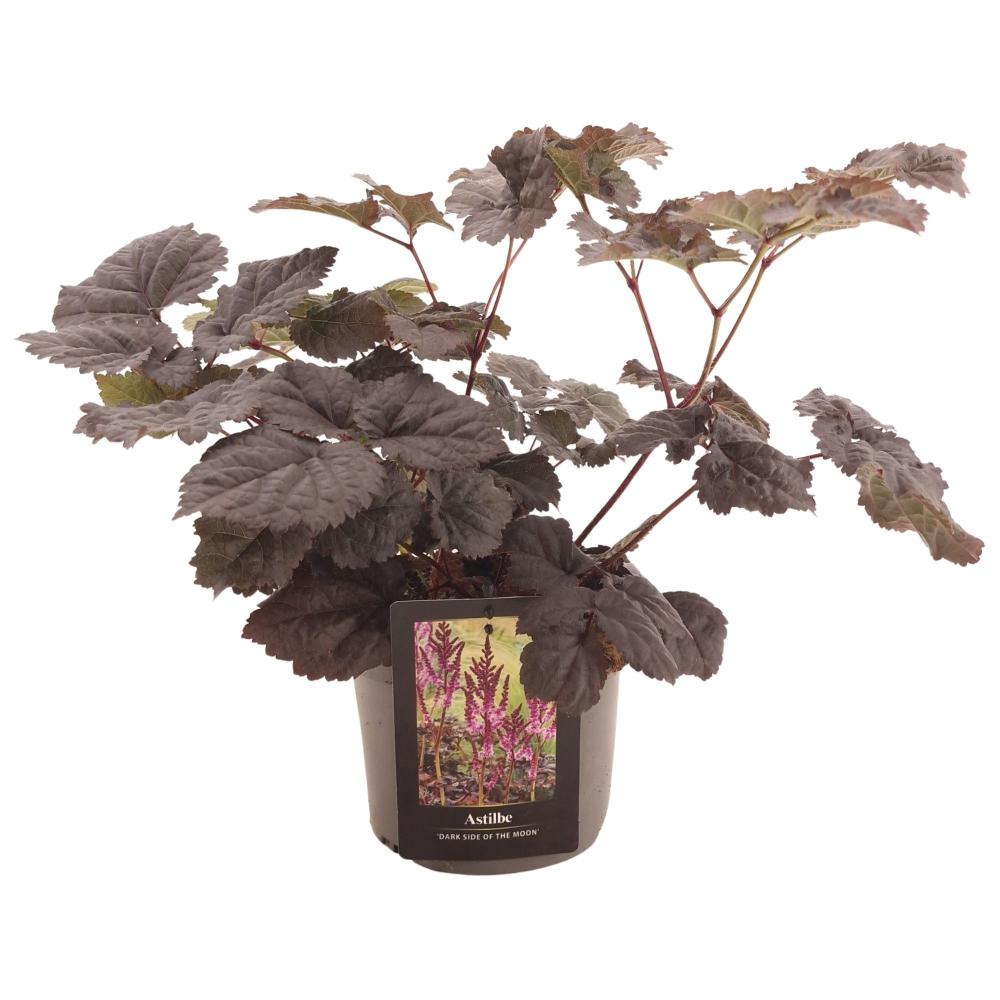 Astilbe