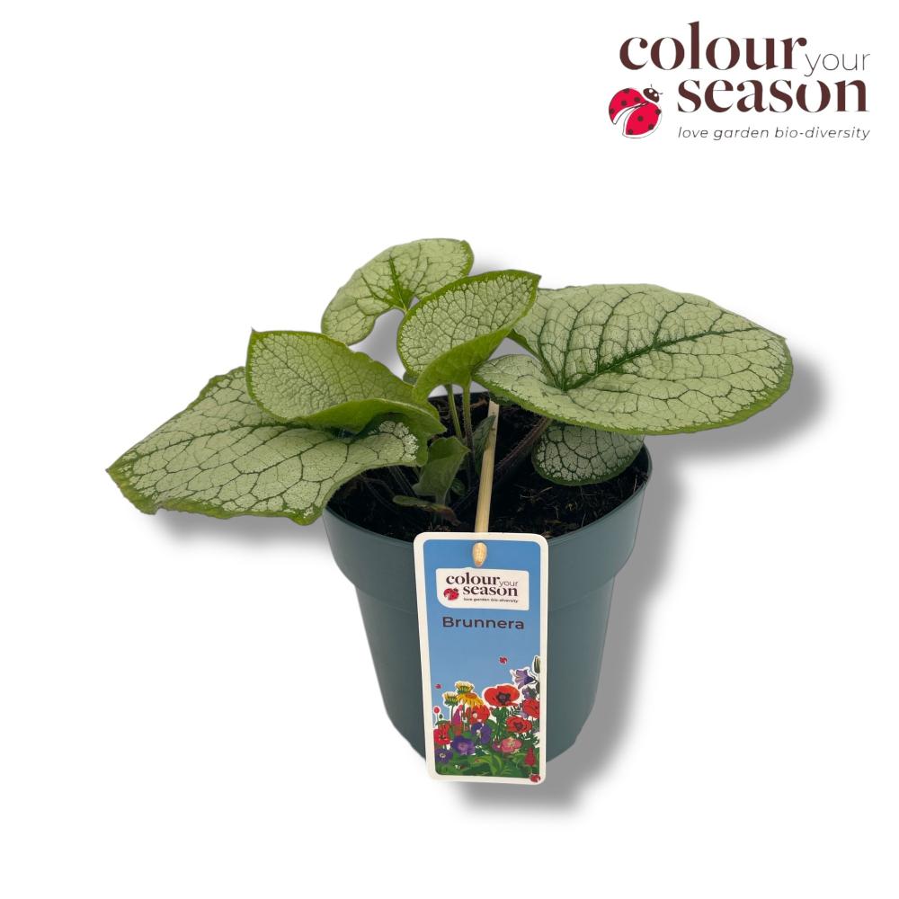 Brunnera