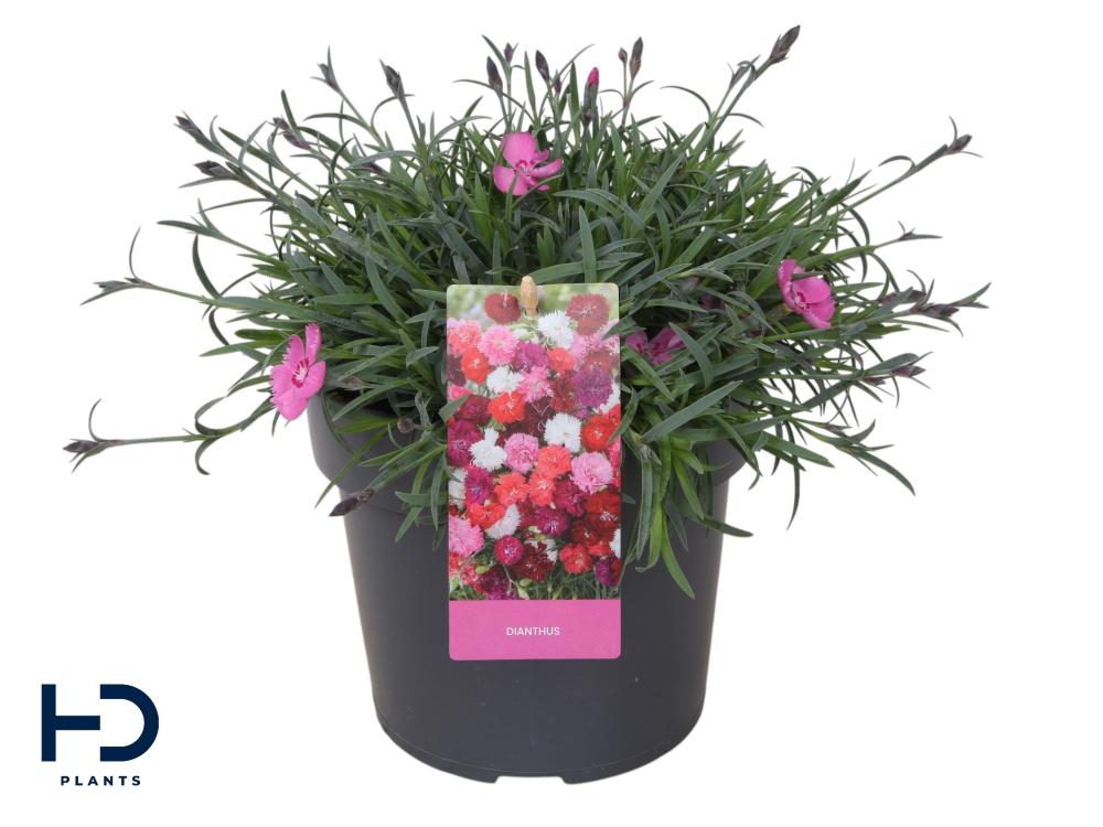 Dianthus