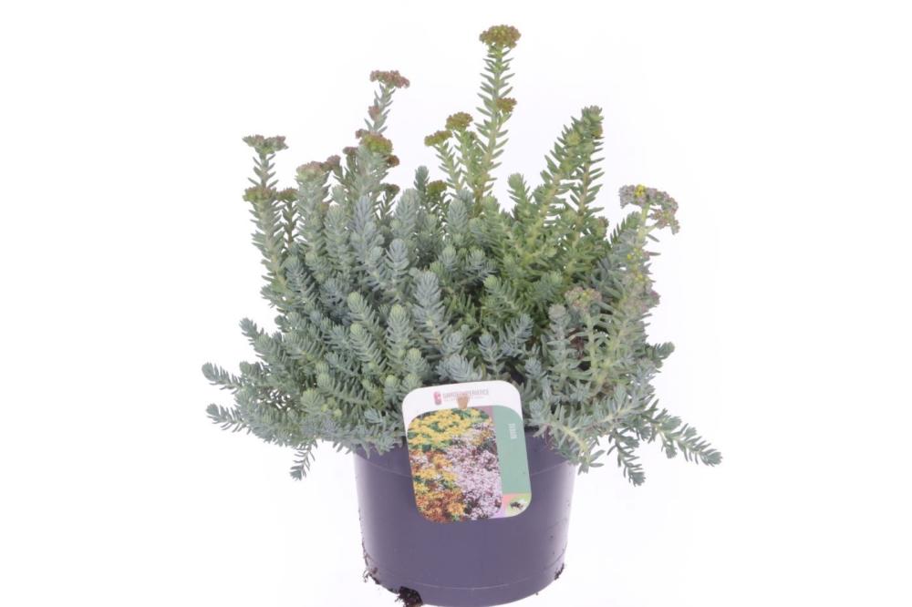 sedum