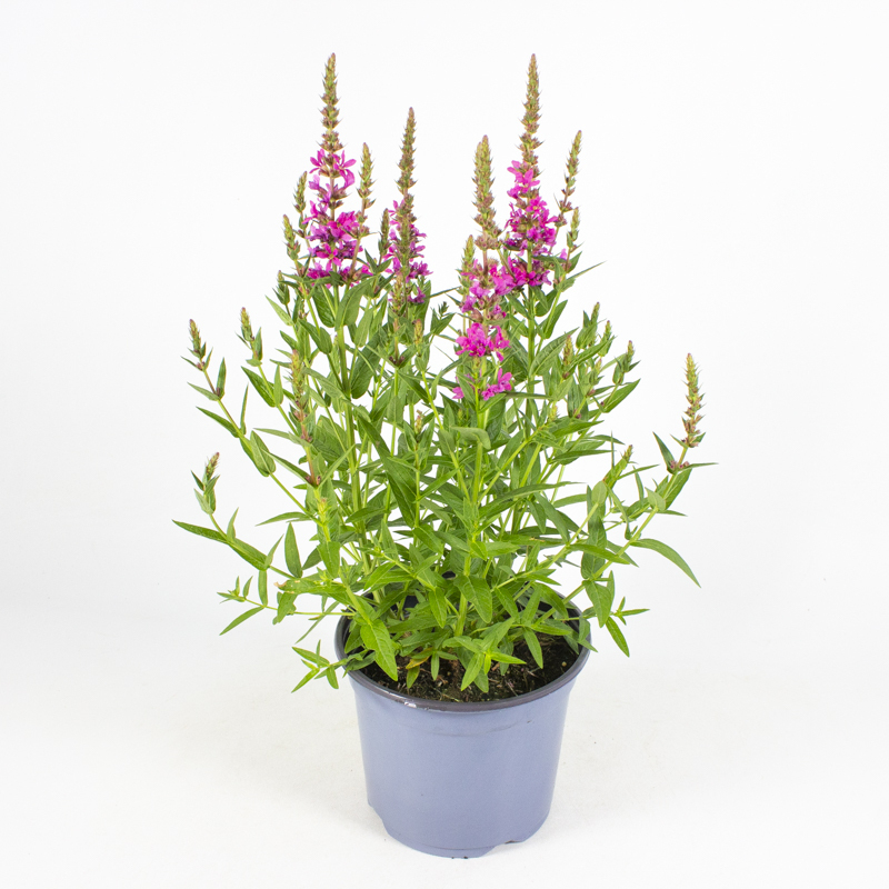 Lythrum salicaria