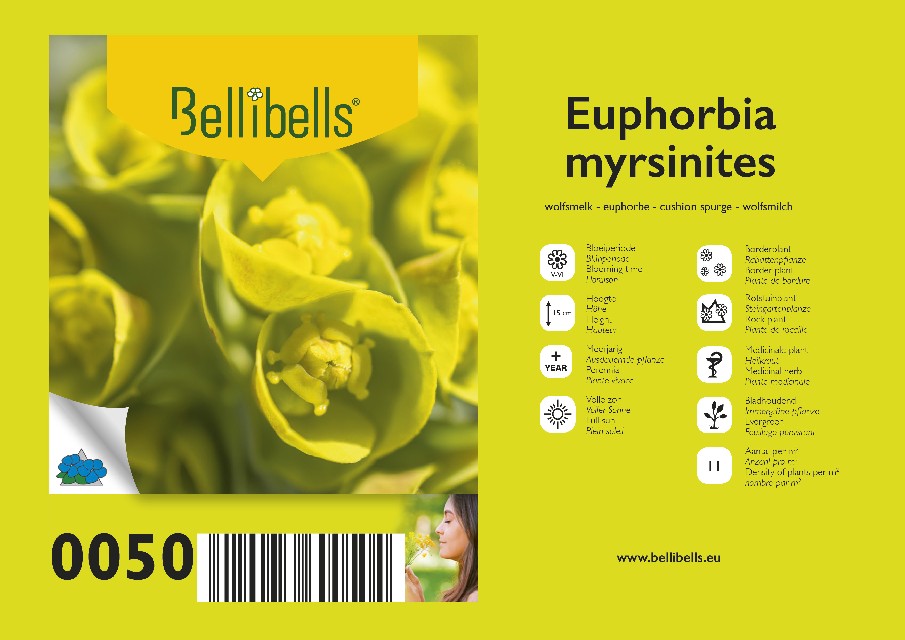 Euphorbia