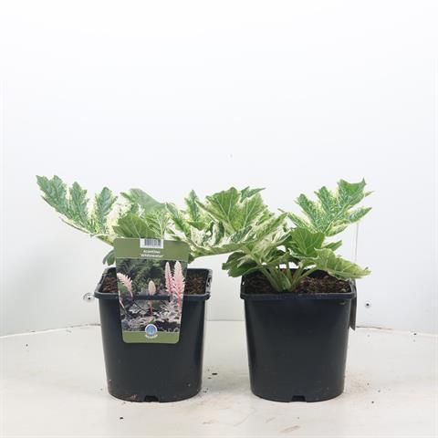 Acanthus