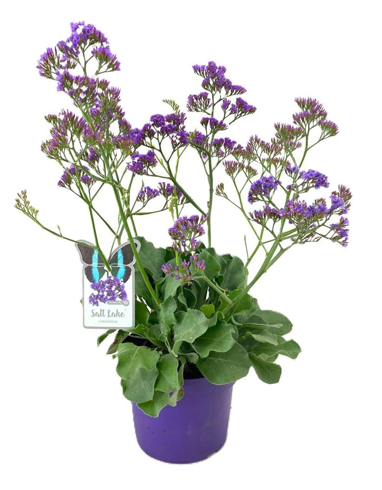 Limonium