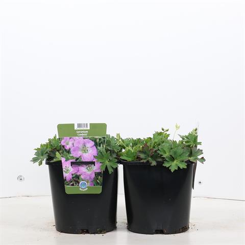 Geranium vivace