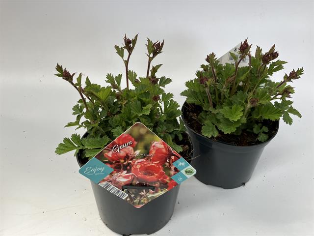 Geum
