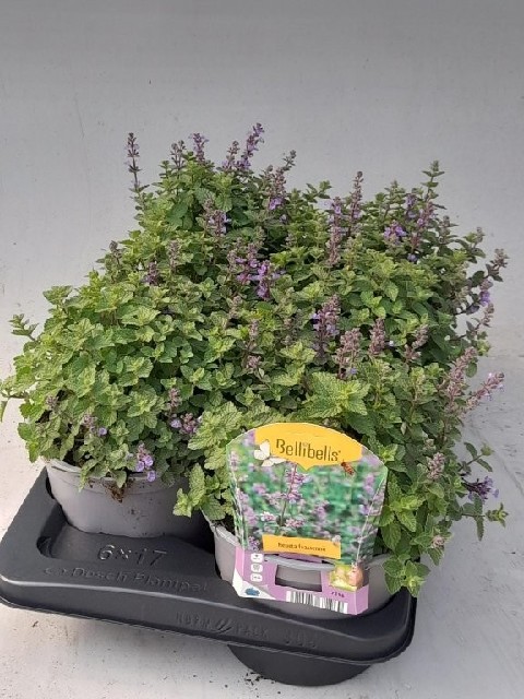 Nepeta