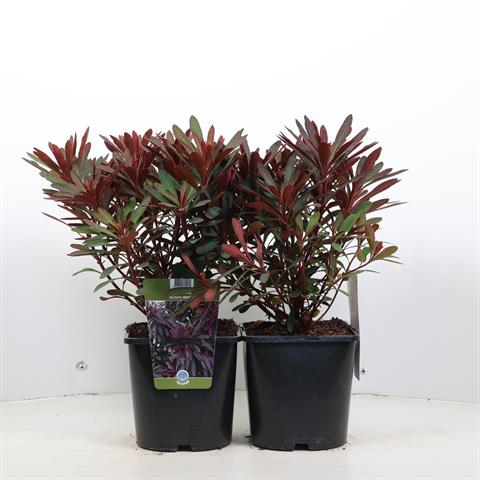Euphorbia