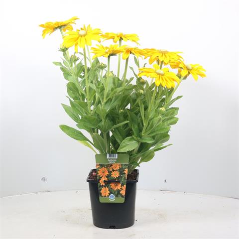 Rudbeckia