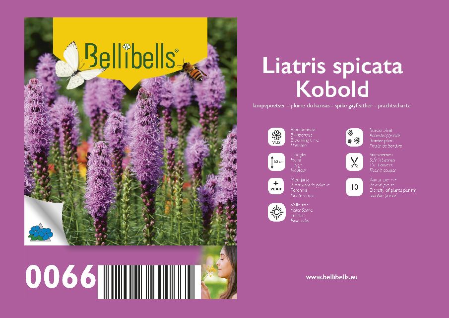 Liatris