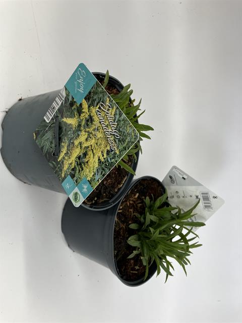 Solidago