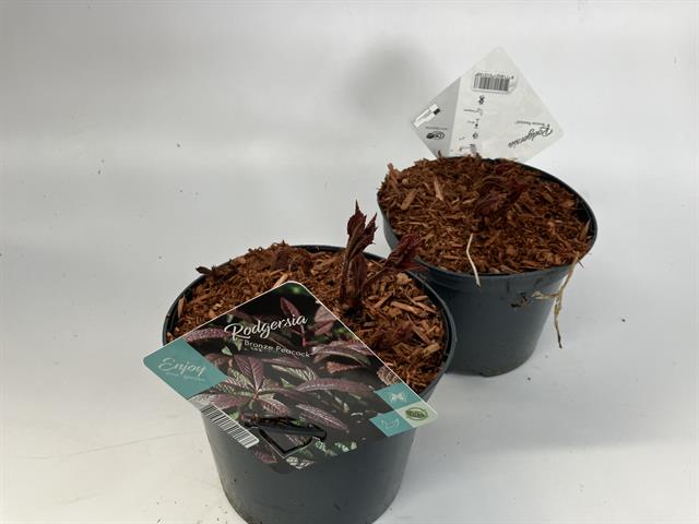 Rodgersia