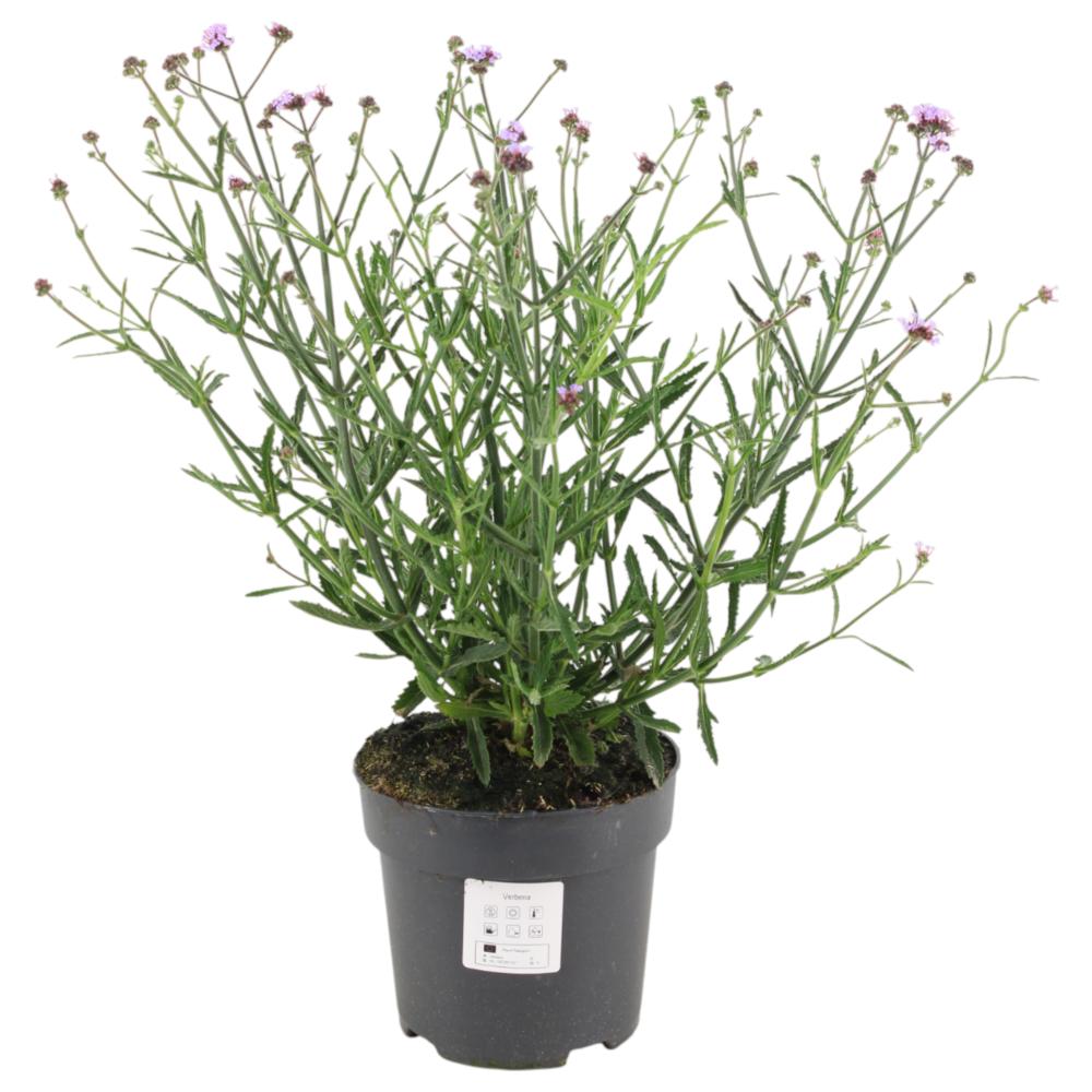 Verbena