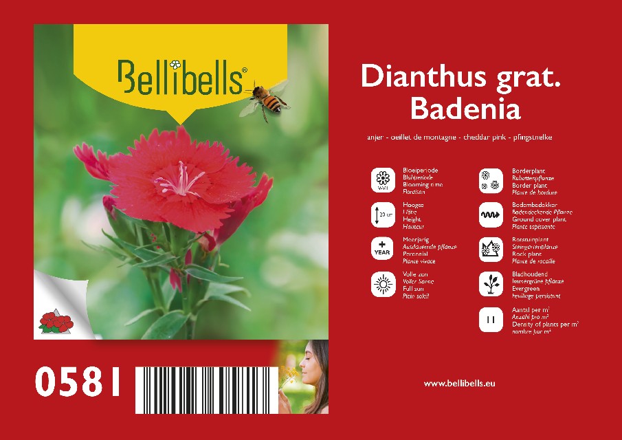 Dianthus vivace