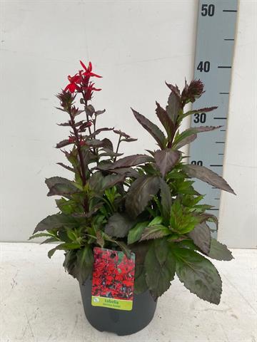 Lobelia