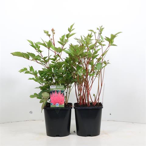 Astilbe