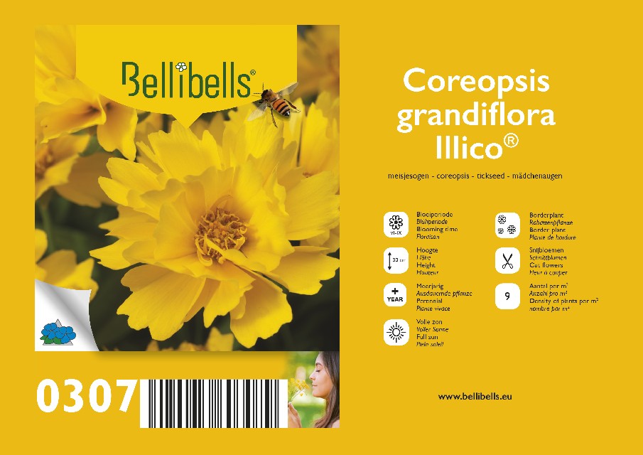 Coreopsis