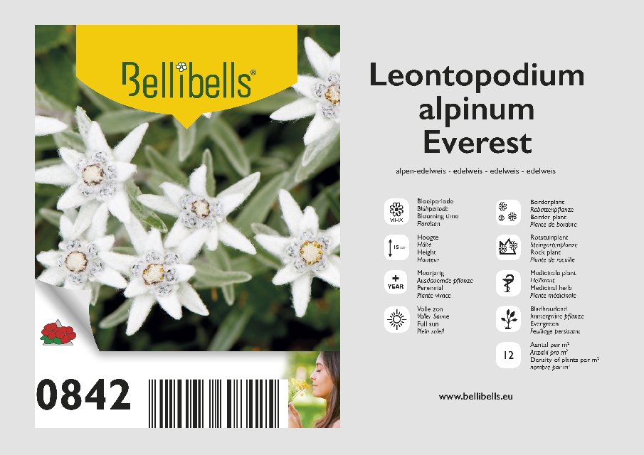 Leontopodium