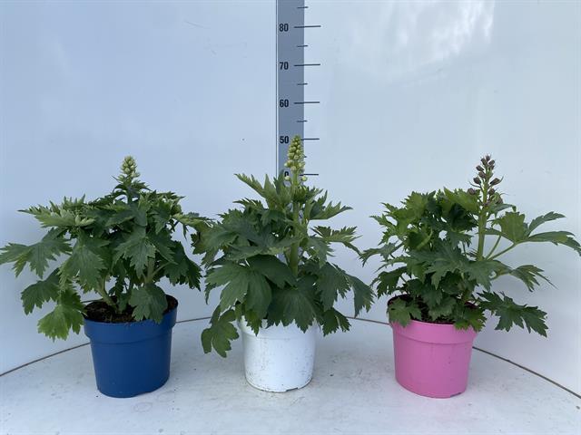 Delphinium