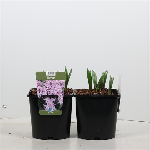 Chionodoxa