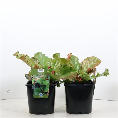 Bergenia
