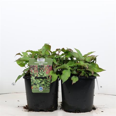 Persicaria