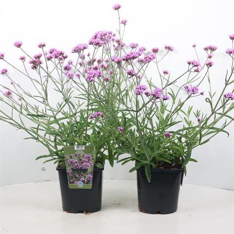 Verbena vivace