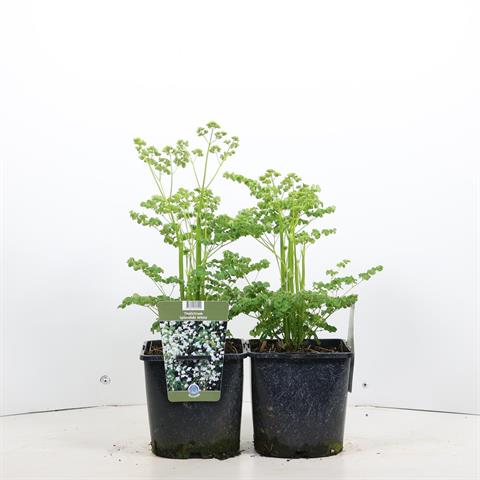 Thalictrum